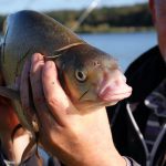 fisk mete i Bodaån