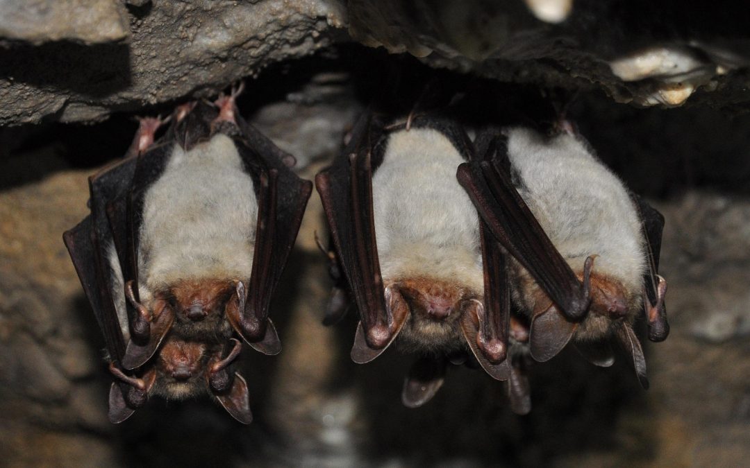 Internationella fladdermusnatten i Hammarskog