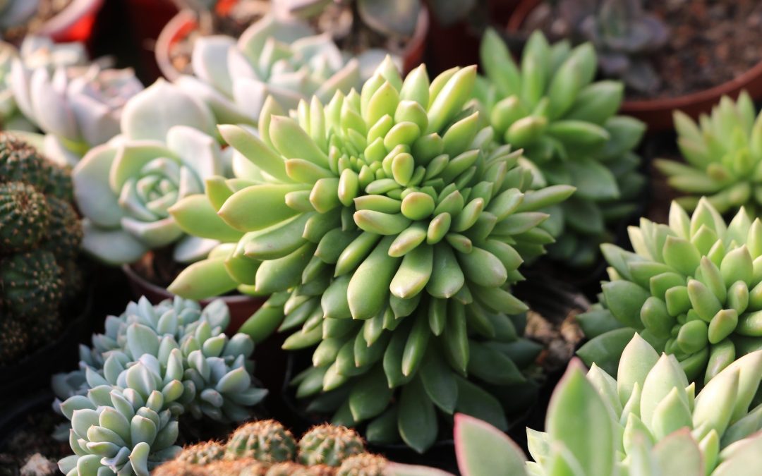 Höstlovskul: Tryck i tropikerna