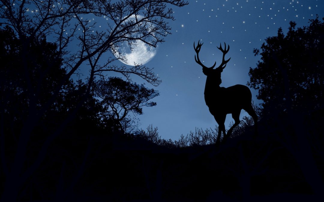 Kulturnatten 2025: Skogens (mörka) mångfald