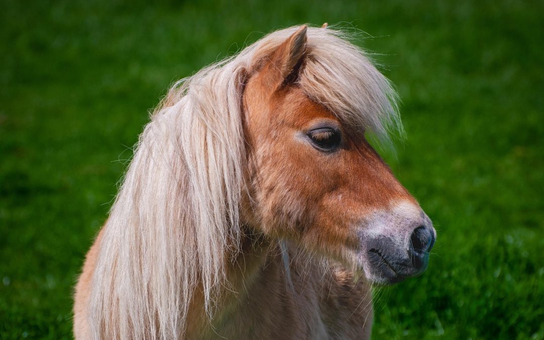 Riksutställning ponny