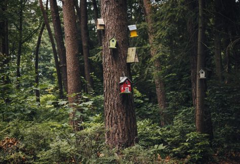 Bild på fågelholkar i skogen. Utflykt till Naturreservatet Uvberget