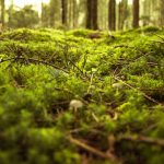 Mosstäckt mark Mossornas dag