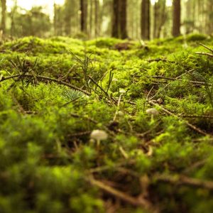 Mosstäckt mark Mossornas dag