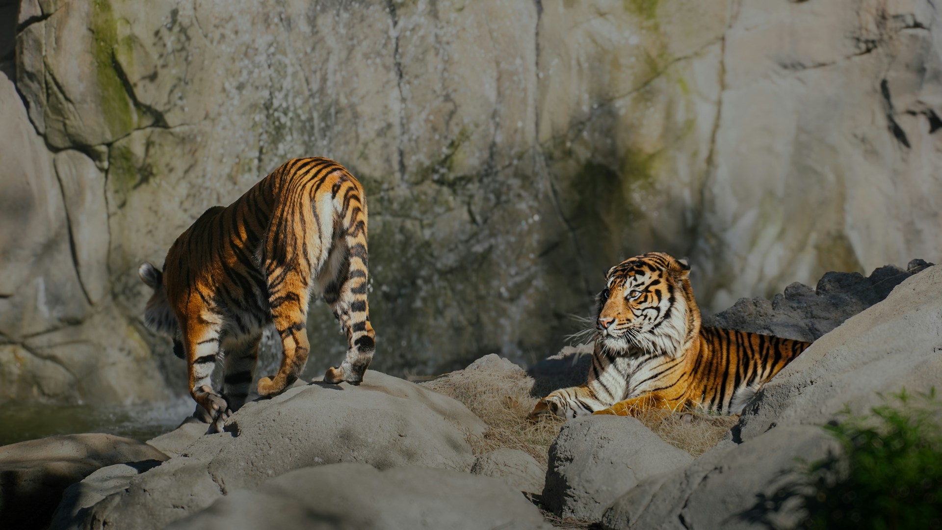 Dekorativ bild Det kommer tigrar