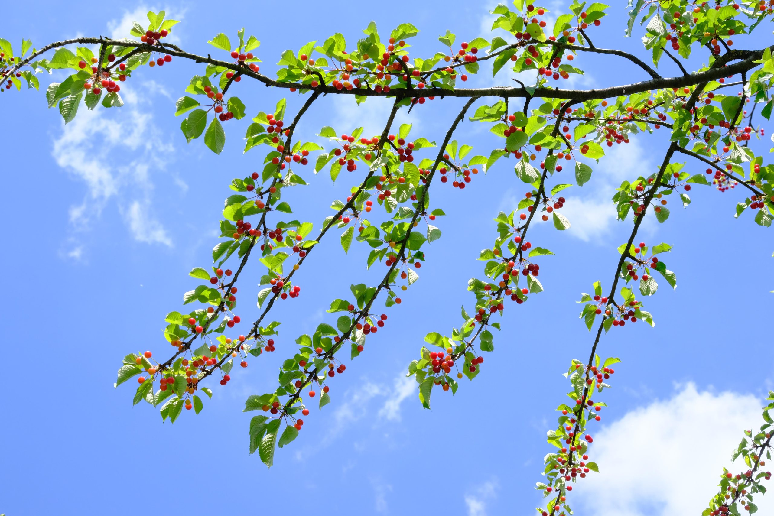 En gren full med körsbär.