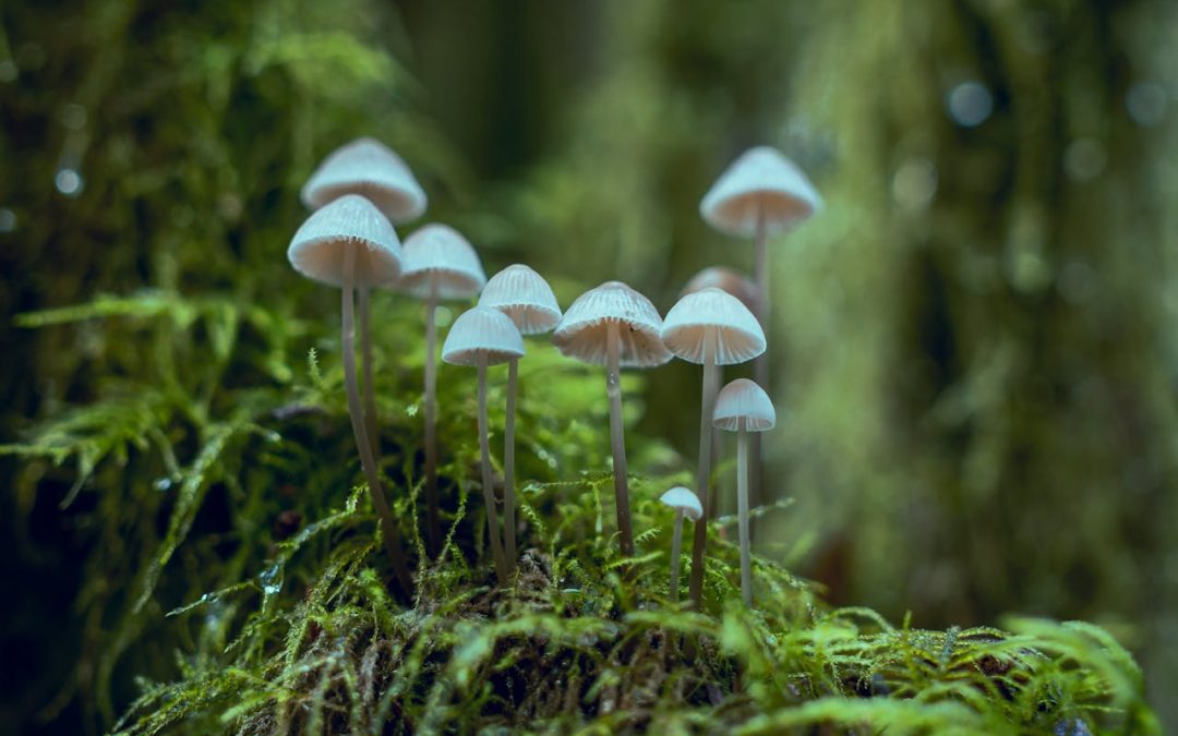 Language of Fungi (Teater)