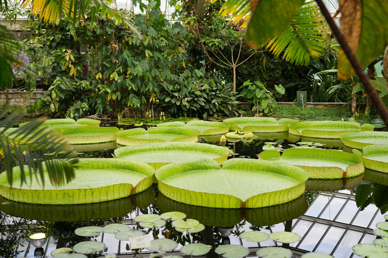 jättenäckros flytandes i bassäng i tropiskt växthus Biotopia
