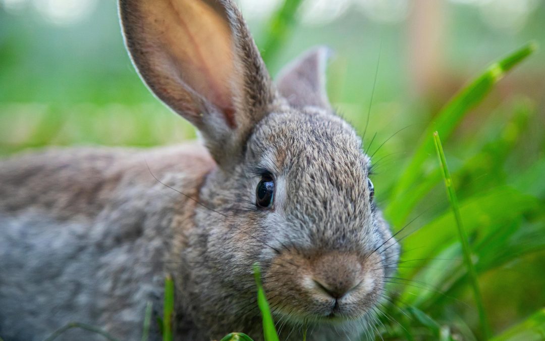 Helgaktivitet “Klappa kaniner” Gränby 4H Gård