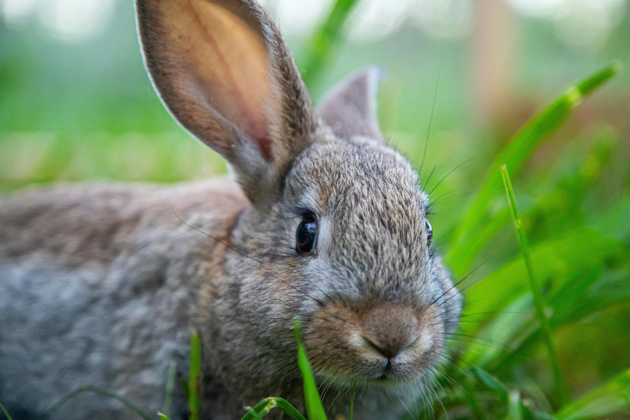 Närbild på en fin kanin som ligger på gräs.