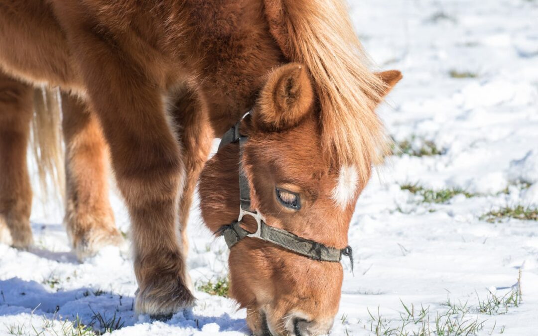 Öppet hus Storvreta Ponnyklubb