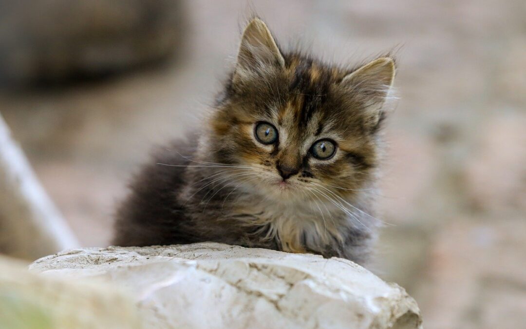 Kattkalas med sagomys