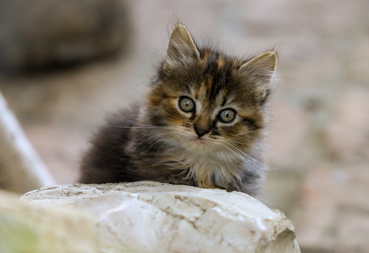 Långhårig kattunge