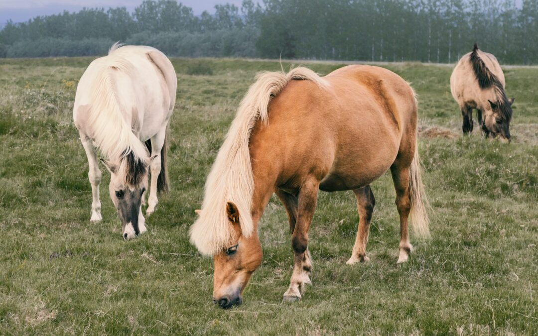 Hästskötarkurs på Uppsalas 4H-gårdar