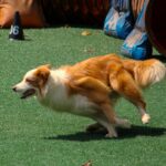 Hund som springer hinderbana