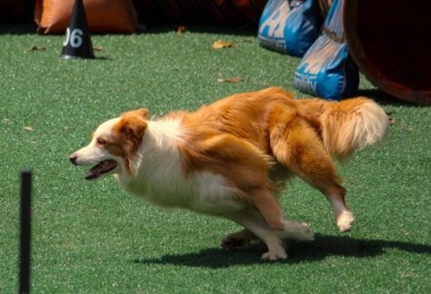 Hund som springer hinderbana