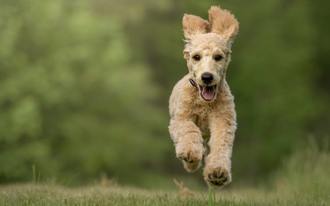 Öppet hus på Universitetsdjursjukhuset