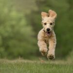 Hund som springer utomhus. SOMMARFEST med HUNDLOPPIS