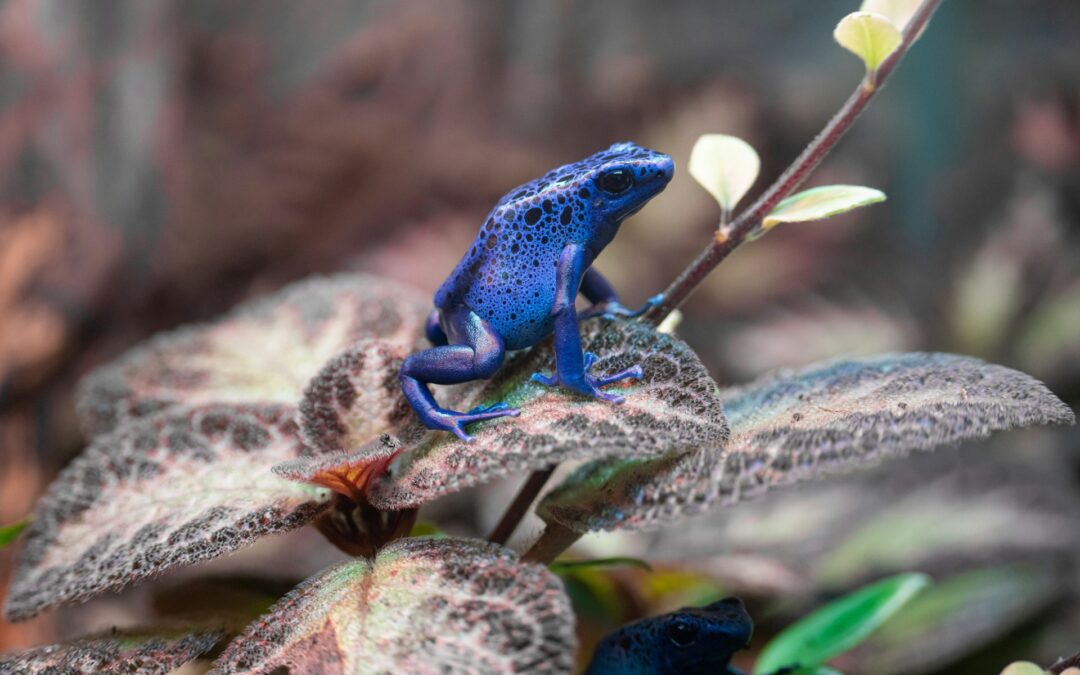 Giftiga djur och växter