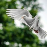 En vit duva flyger in i bild Fågelspaning i Gredelby hagar