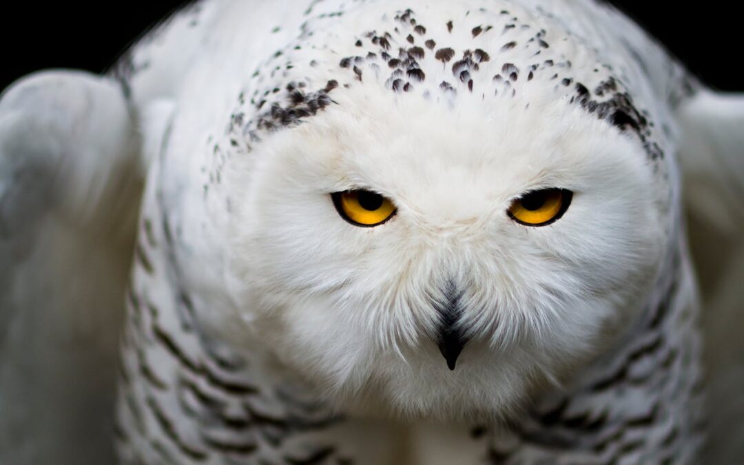 Torsdagskul: Ugglor!