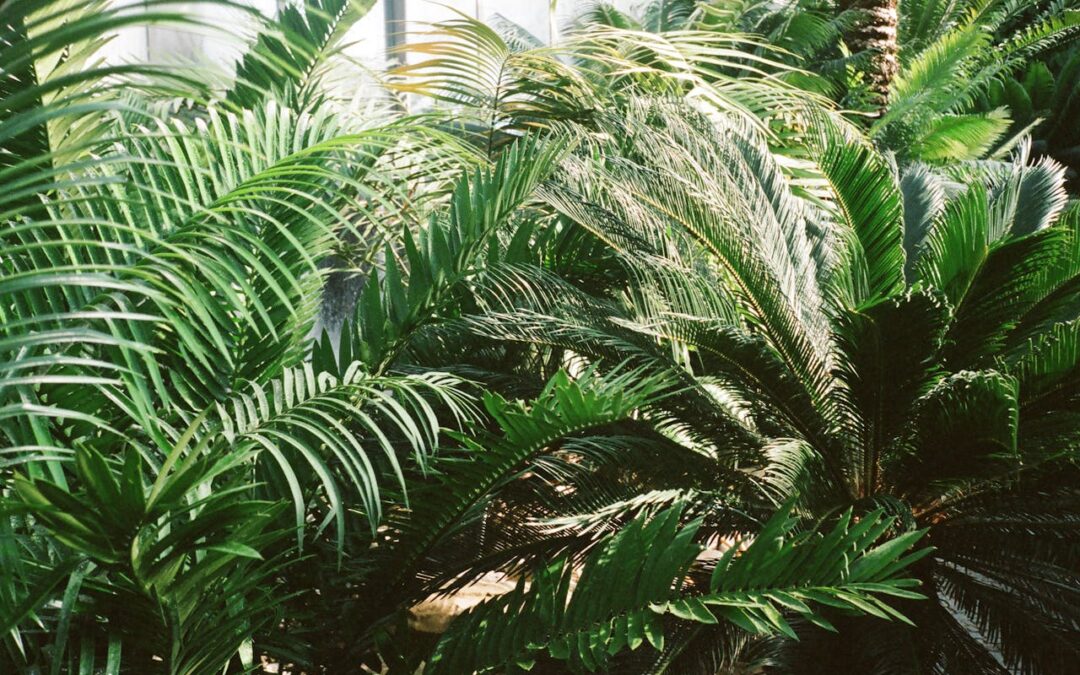 Visning i Tropiska växthuset