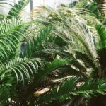 Tropiska växthuset i Uppsala