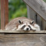 Bild på en tvättbjörn som ligger och vilar.