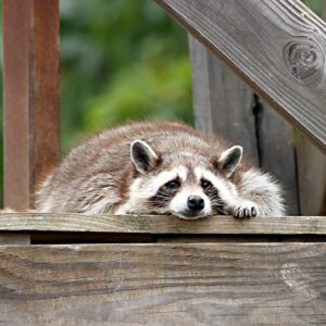 Bild på en tvättbjörn som ligger och vilar.