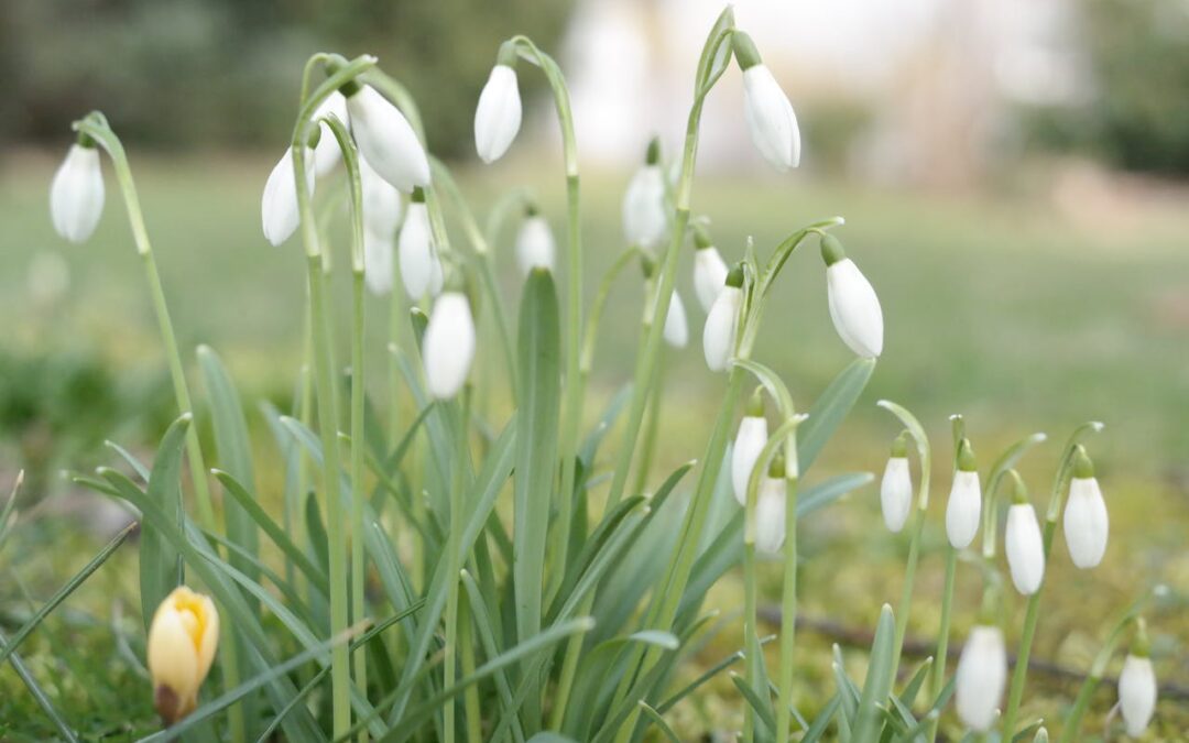 Snödroppar i Orangeriet