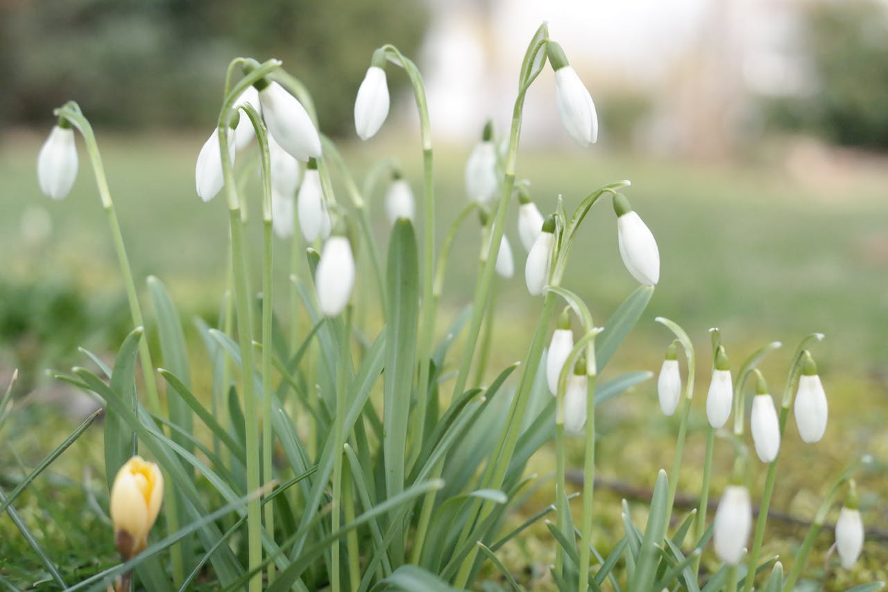 blommor
