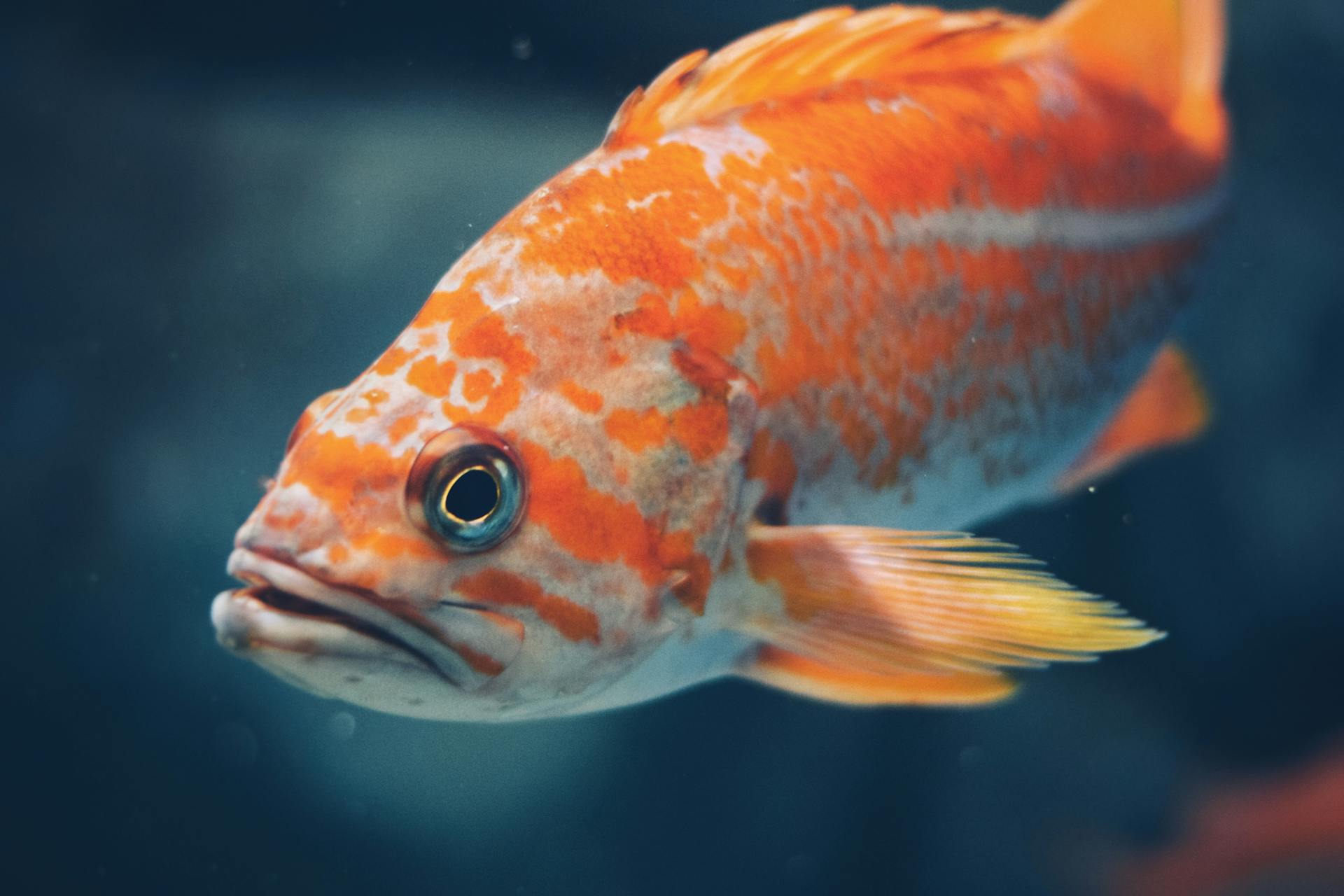 Foto på fisk i orange färg med gråa strimmor