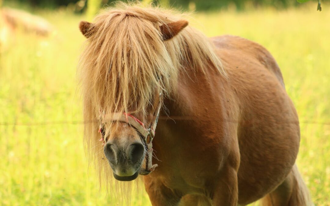 Vårevent på Årsta 4H gård