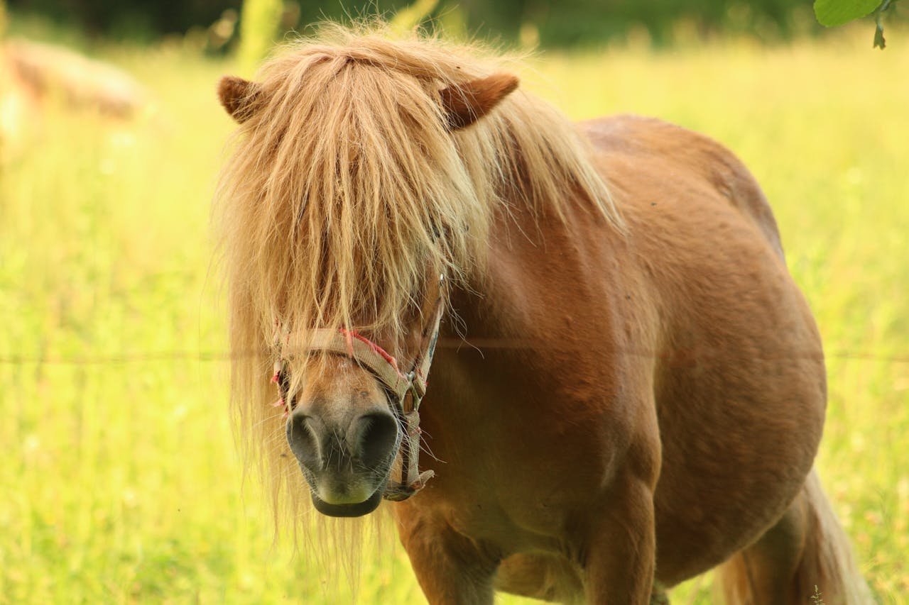 Närbild på en ponny.