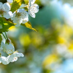 Bild på vita blommor i solljus.