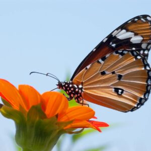 Bild på en brun fjäril som har landat på en orange blomma.