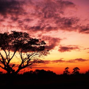 Skymning över savannen. Skymning över savannen. Berättelser från savannen