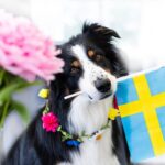 Hund som håller en svensk flagga i munnen