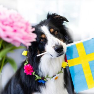 Hund som håller en svensk flagga i munnen