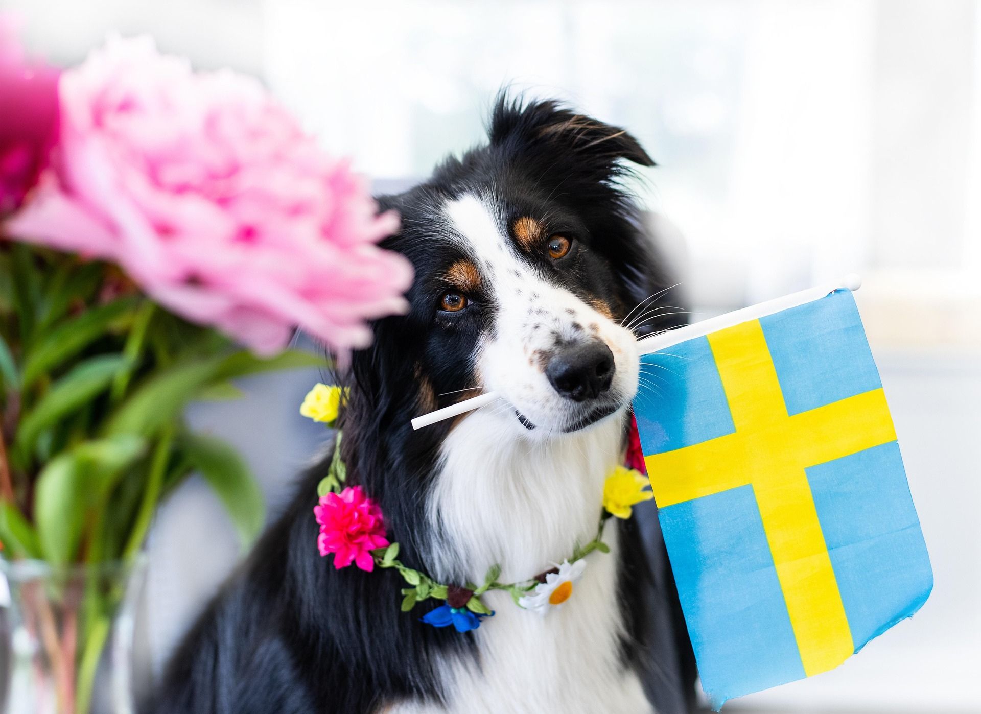 Hund som håller en svensk flagga i munnen