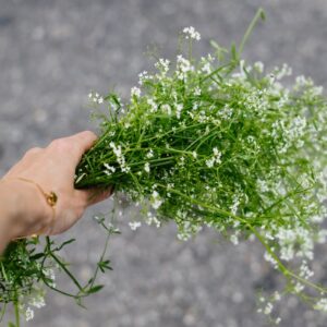 Hand som håller i ett fång vita blommor