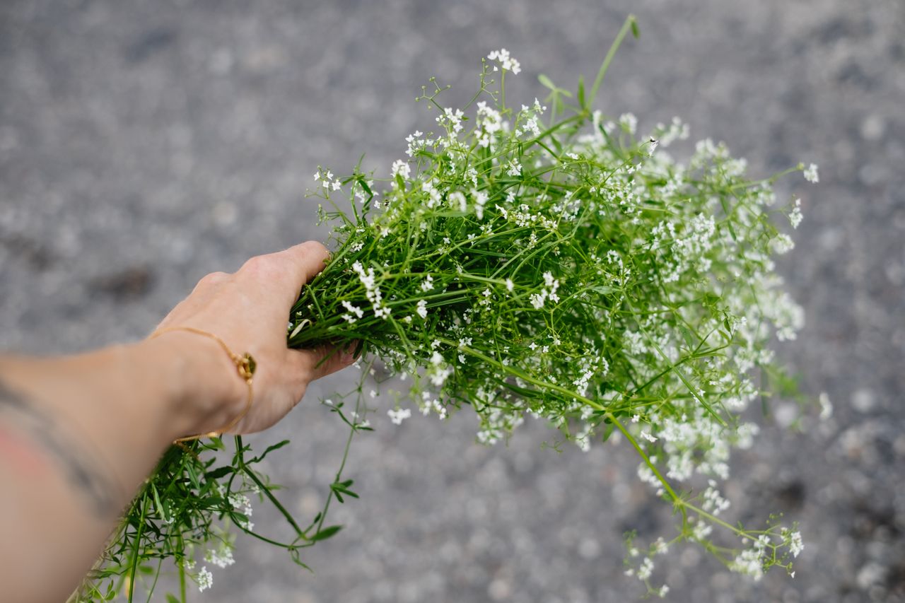 Hand som håller i ett fång vita blommor