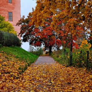 Uppsala slott, med lite höstlöv i förgrunden.
