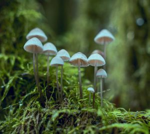 Svampar i skog